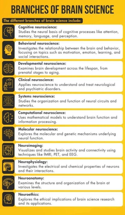 Branches Of Brain Science