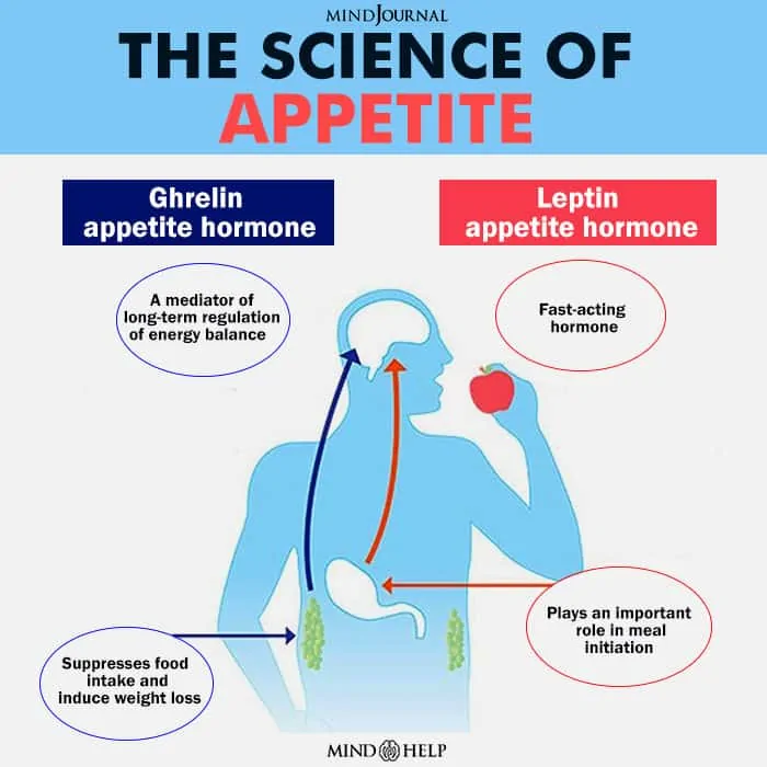 Understanding The Science Of Appetite 