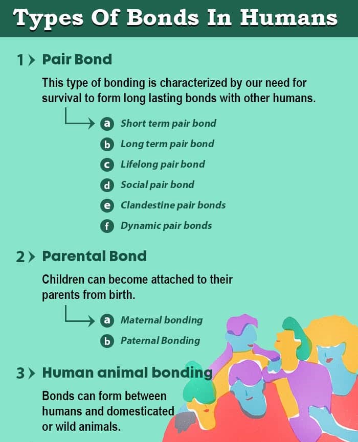 Types-Of-Bonds-In-Humans