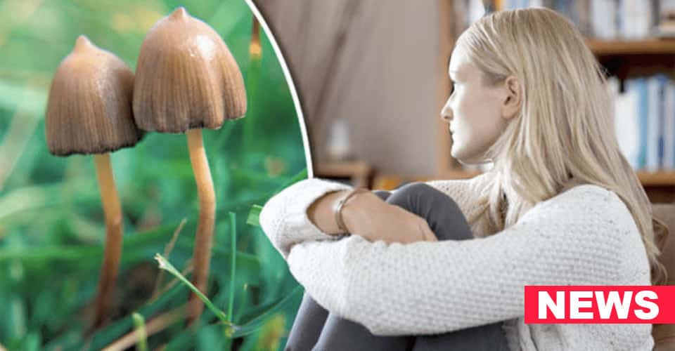 Eating Mushrooms May Reduce Risk Of Depression, Study Says