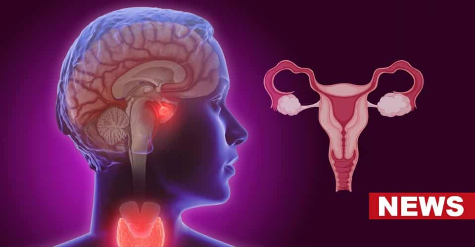 Research Provides Insight Into How Menopause Affects The Brain