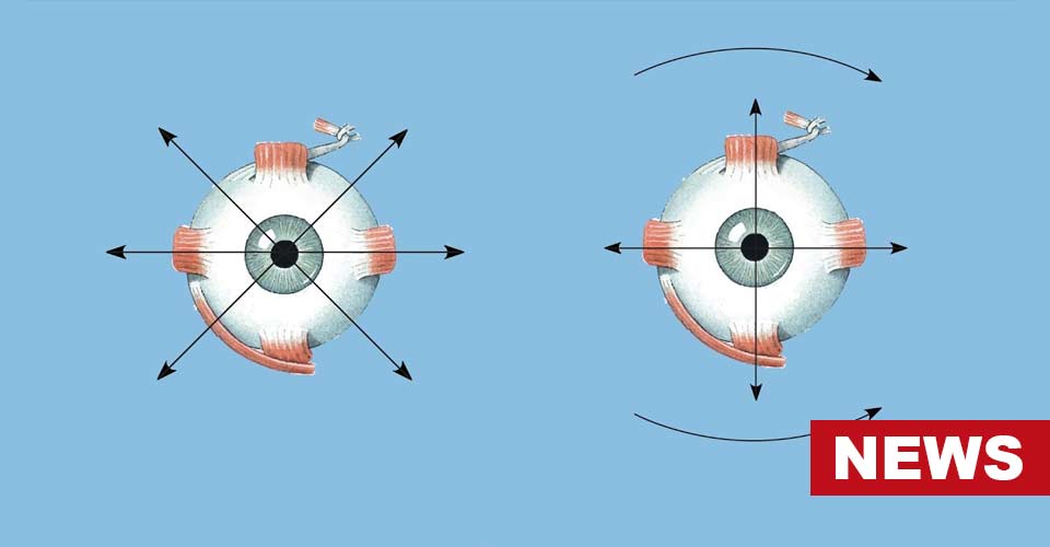 What Eye Movements Reveal About Us