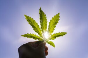 Are Indica Or Sativa Strains Better For Sleep