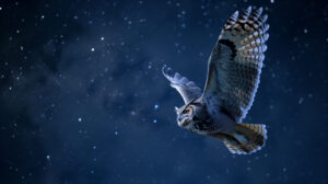 Night Owls