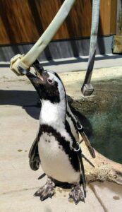 Animal mental health