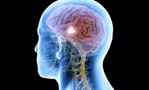 stress hormones