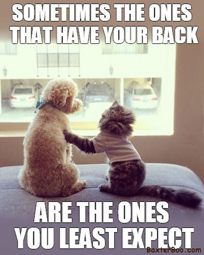 Pets and mental health are closely related. 