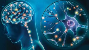 Selank: A Closer Look at a Neuromodulatory Peptide With Expanding Research Potential