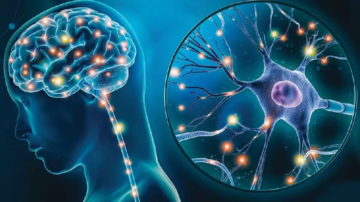 Selank: A Closer Look at a Neuromodulatory Peptide With Expanding Research Potential